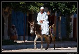 Donkey Taxi